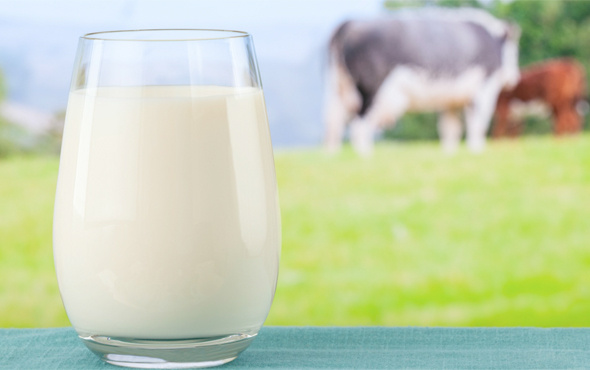 Ucuz süt için Ege bölgesi üreticilerinden öneri