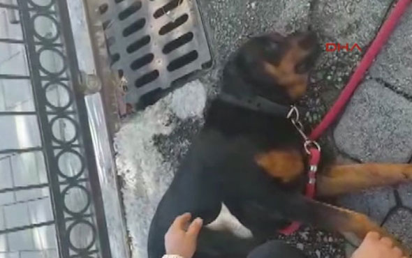Muğla'da vahşet: Köpeği bayıltana kadar sopayla dövdü