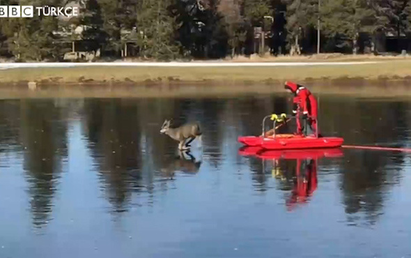 Donmuş gölün ortasında mahsur kalan yavru geyik, alışılmadık bir yöntemle kurtarıldı