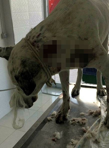 Yaralı köpeğin röntgeni şoke etti