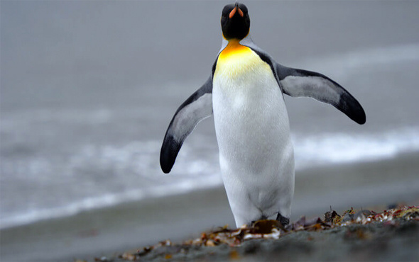 Yeni Zelanda kıyılarında insan boyutunda penguen fosili bulundu