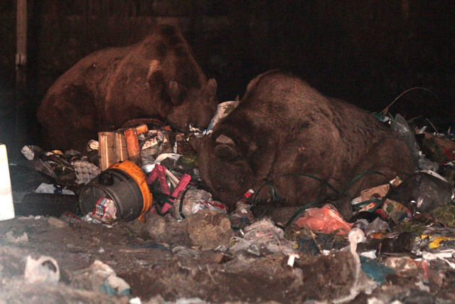 Çöplük boz ayıların kış uykusu düzenini bozdu