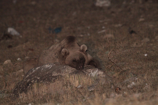 Çöplük boz ayıların kış uykusu düzenini bozdu