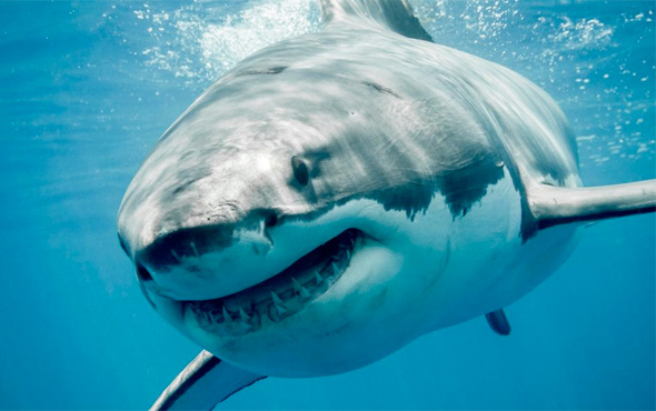 Köpekbalığı ABD'li turiste saldırdı