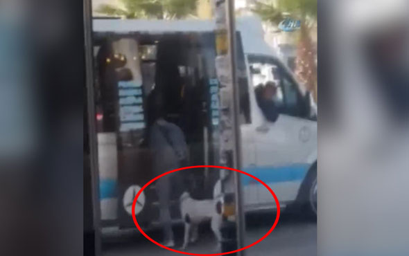 Köpeğin dolmuşa binme çabası güldürdü