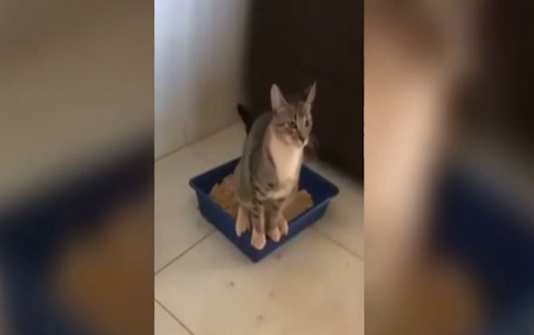 Tuvaletini yapan kedi kendi sonunu hazırladı