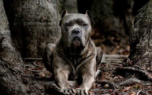 Dünyanın en tehlikeli 15 köpek ırkı