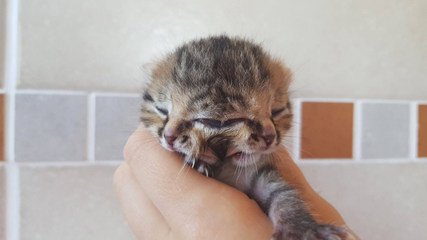 Dünya iki yüzü olan kediyi konuşuyor!