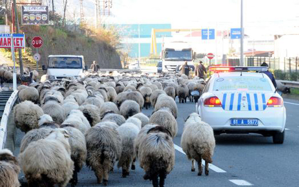 Trabzon'da koyun sürüsüne polis eşlik edince...