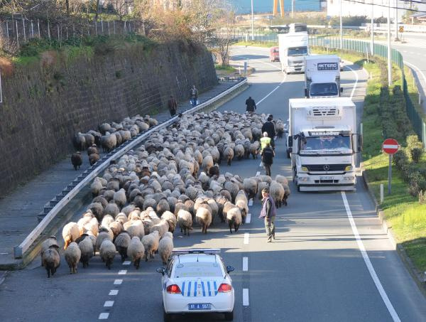 Trabzon'da koyun sürüsüne polis eşlik edince...