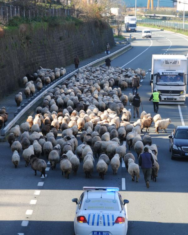 Trabzon'da koyun sürüsüne polis eşlik edince...