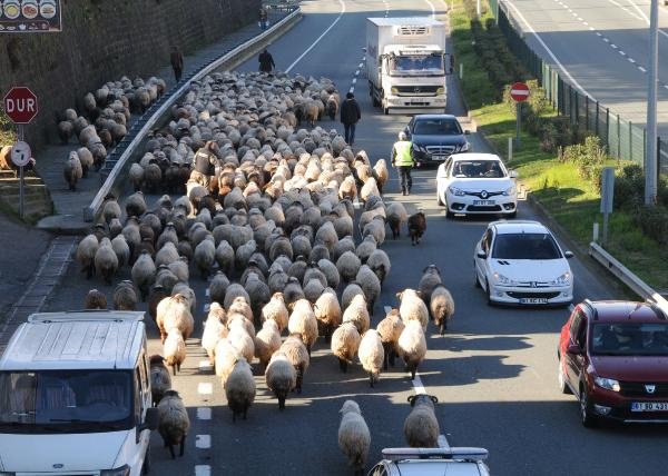 Trabzon'da koyun sürüsüne polis eşlik edince...