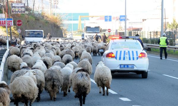 Trabzon'da koyun sürüsüne polis eşlik edince...