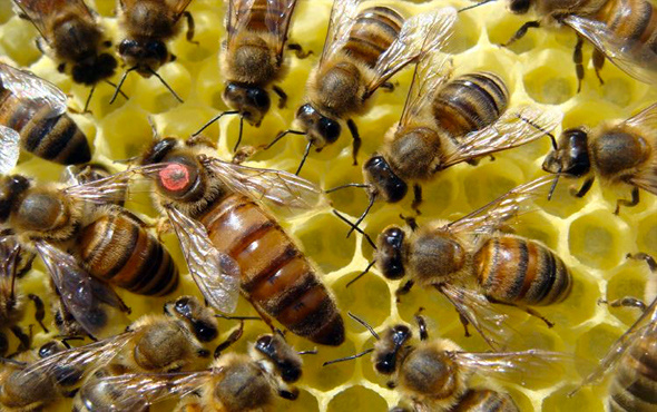 Arılar durumun gerektirdiği şekilde davranıyor