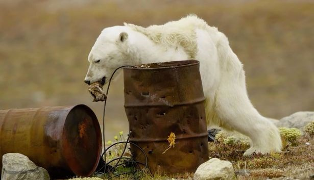 Kutup ayıları açlıktan ölüyor