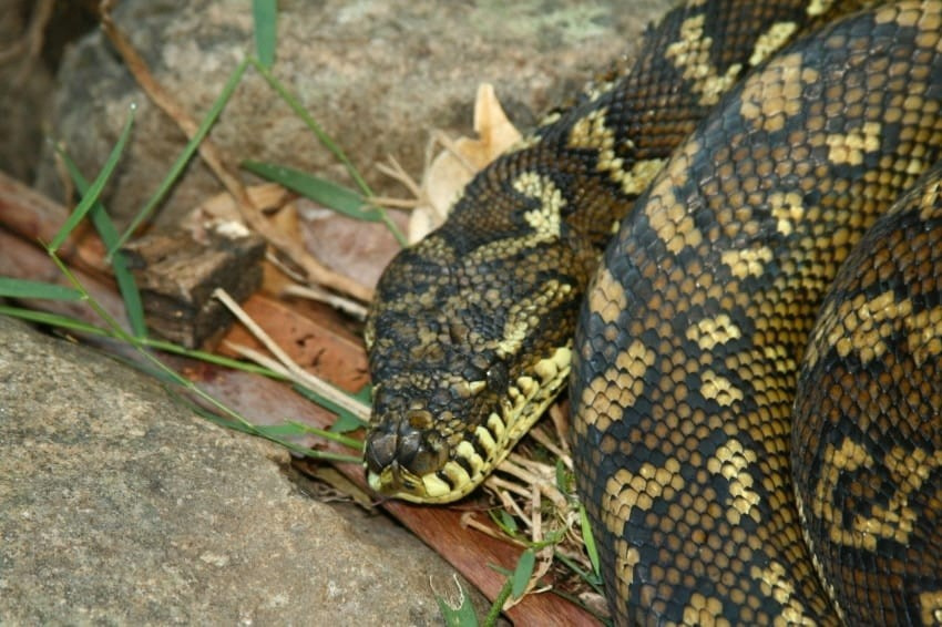 Fotoğraftaki 2 metrelik piton yılanını görebildiniz mi?