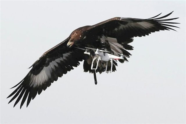 Fransa'nın yeni silahına bakın drone avlayacak