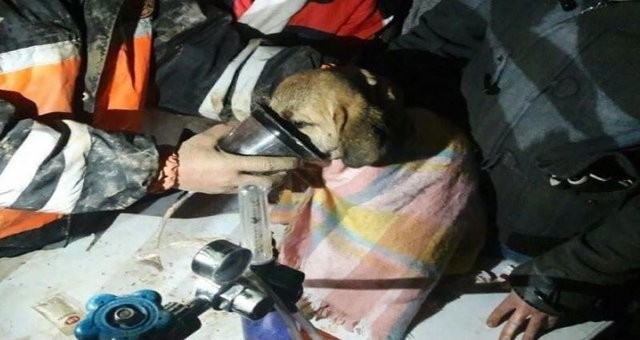 Beykoz'da kuyuya düşen köpek kurtarıldı ilk kareler