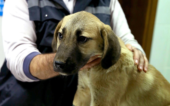 Yavru köpek 'kuyu' iğne deliğinden nasıl çıkarıldı? İşte ayrıntılar