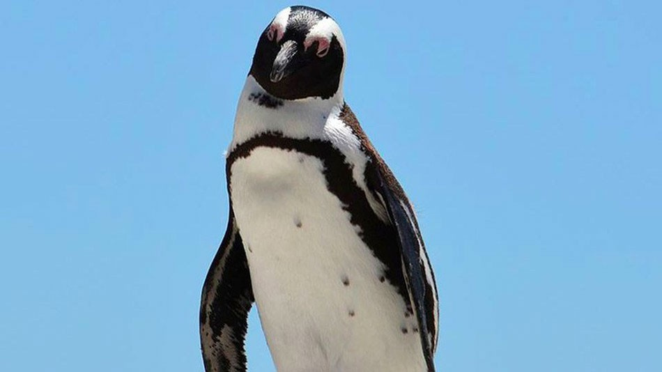 Bu da oldu! Hayvanat bahçesinden penguen çaldılar