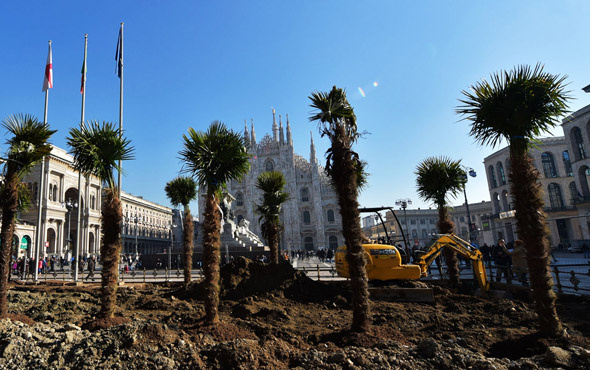 Milano'da palmiye ağacı savaşları!