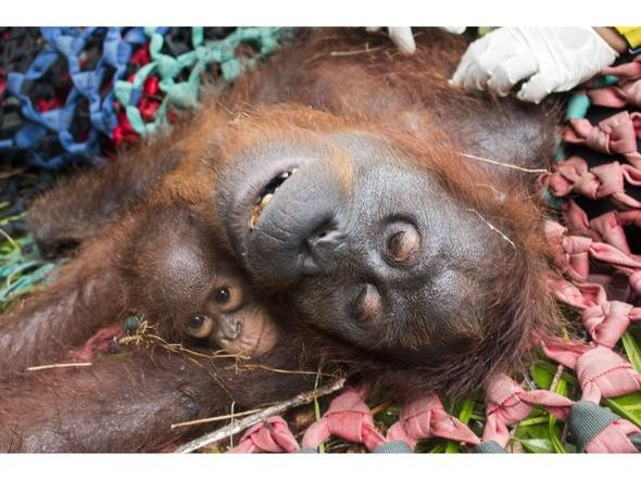Anne orangutan ve bebeği böyle kurtarıldı