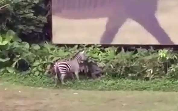 Zebra adamı yakalayp... Feci anlar kamerada