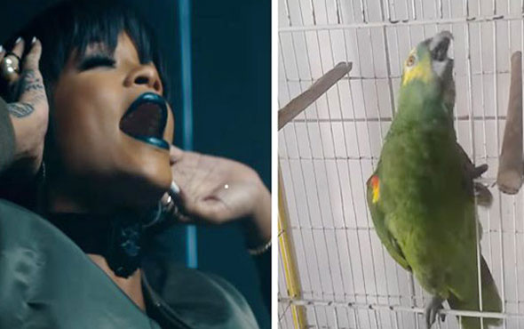 Rihanna'nın ses ikizi papağan