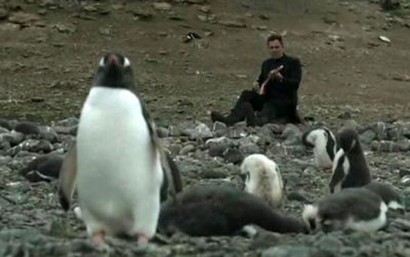 Ünlü müzik grubu penguenlere konser verdi