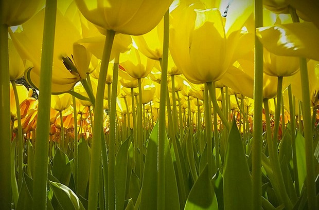 National Geographic fotoğrafları çocukların ellerinden