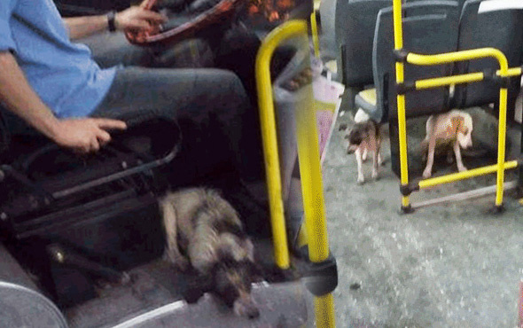 Fırtınada ıslanmış ve korkmuş köpeklere otobüsü açtı