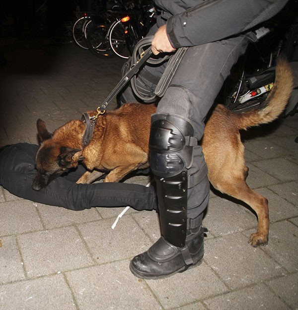 Hollanda'da Türk vatandaşlarına polis köpekli müdahale!