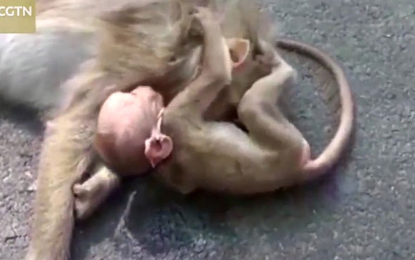 Ölen annesinin yanında yas tutan bebek maymun