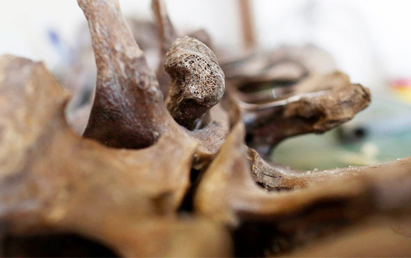 14 bin yıllık mamut fosili insan atalarını aydınlatacak!