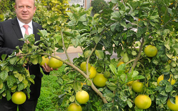 Sadece Antalya'da yetişiyor bir tanesi 2 kilo