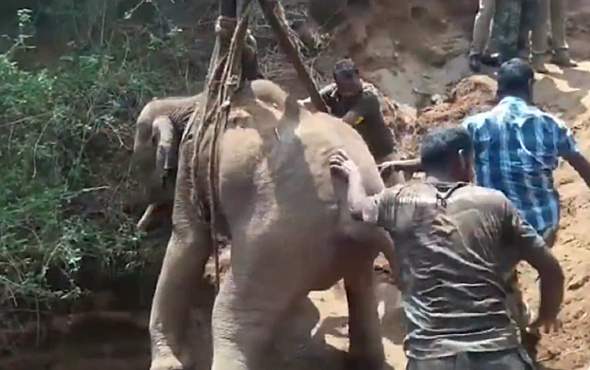 21 metrelik kuyuya düşen yavru fil vinçle kurtarıldı