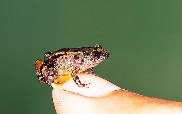 Hindistan’da mini-kurbağalar keşfedildi
