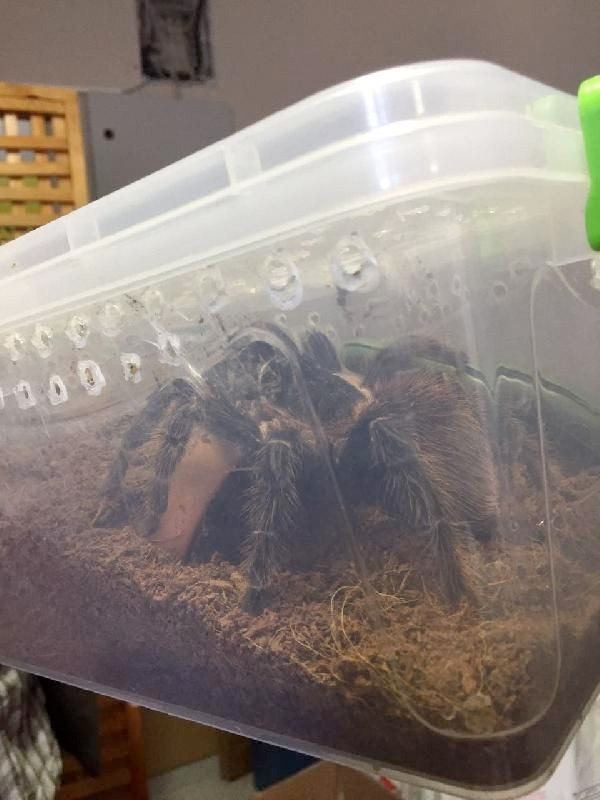 Terör operasyonunda çok zehirli 15 örümcek ele geçirildi