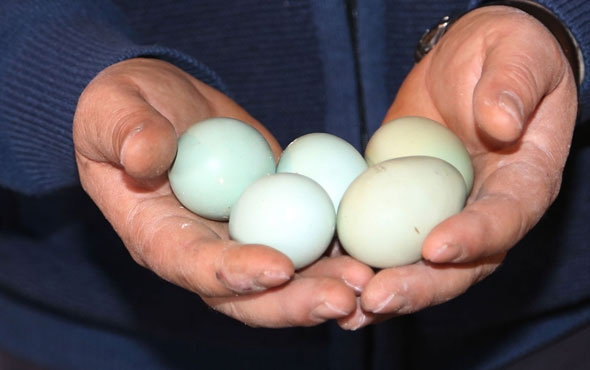 Mavi yumurtalar yoğun talep görüyor!