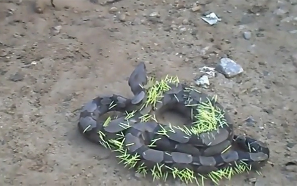 Yemeye çalıştığı kirpi, yılanın sonu oldu!