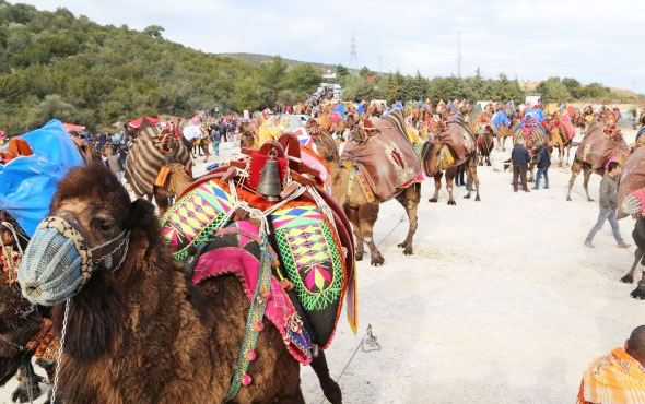 Bodrum'da deve güreşleri festivali