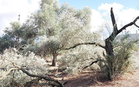 Yahudi yerleşimciler 300 zeytin ağacını kesti