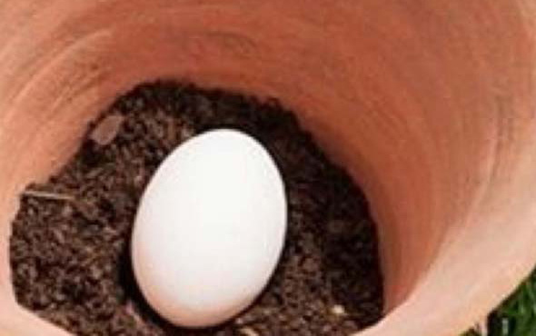 Toprağa yumurta gömerseniz ne olur?