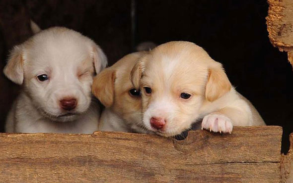 Sıkışan köpek yavrularını belediye ekipleri kurtardı