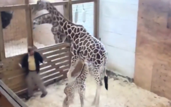 Yavrusunu korumak için bakıcıya tekme atan zürafa