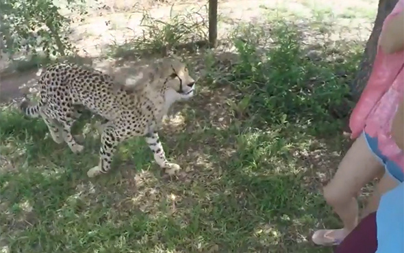 Çita saldırısı kameralara takıldı