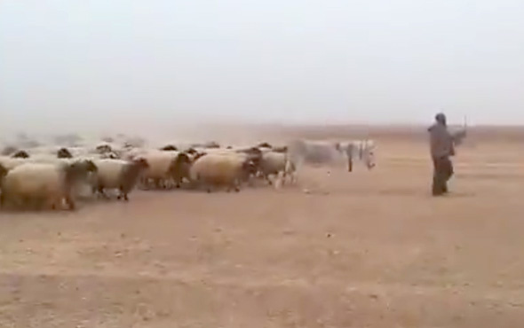 Hayvanları askeri yürüyüşle komuta eden çoban