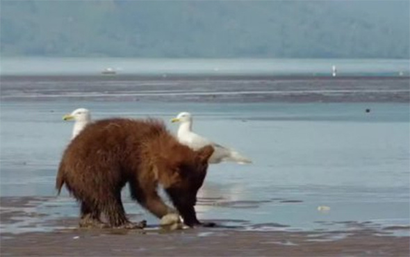 Yavru ayının deniz kabuğu ile imtihanı