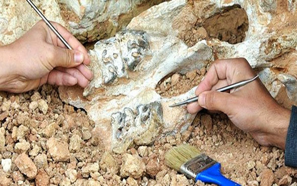 Son Afrika dinozoru'nun fosili ortaya çıkarıldı
