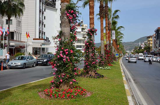 Alanya’ya 250 bin çiçek